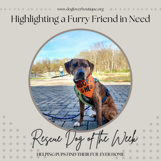 Rescue Dog of the Week! 05/12/24